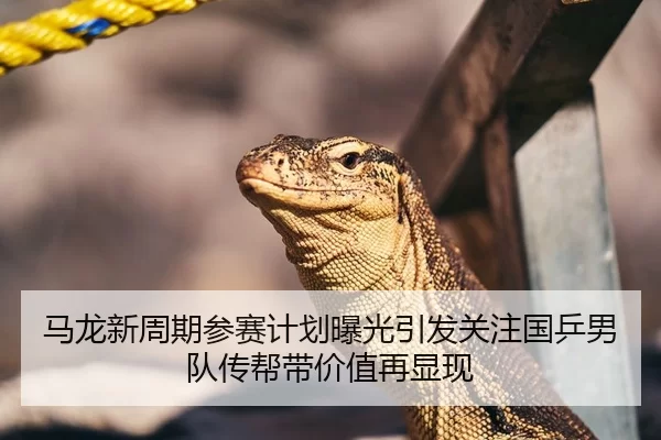 马龙新周期参赛计划曝光引发关注国乒男队传帮带价值再显现